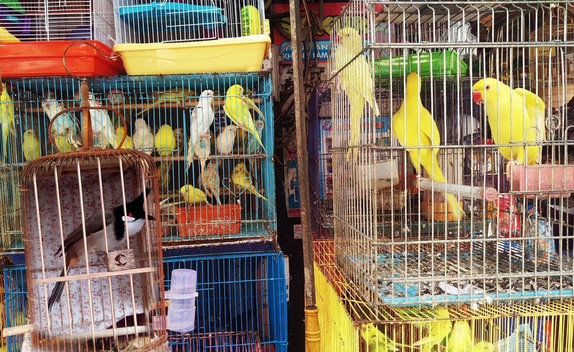 Cảnh báo thủ đoạn lừa đảo mua bán gà, chim cảnh trên mạng xã hội