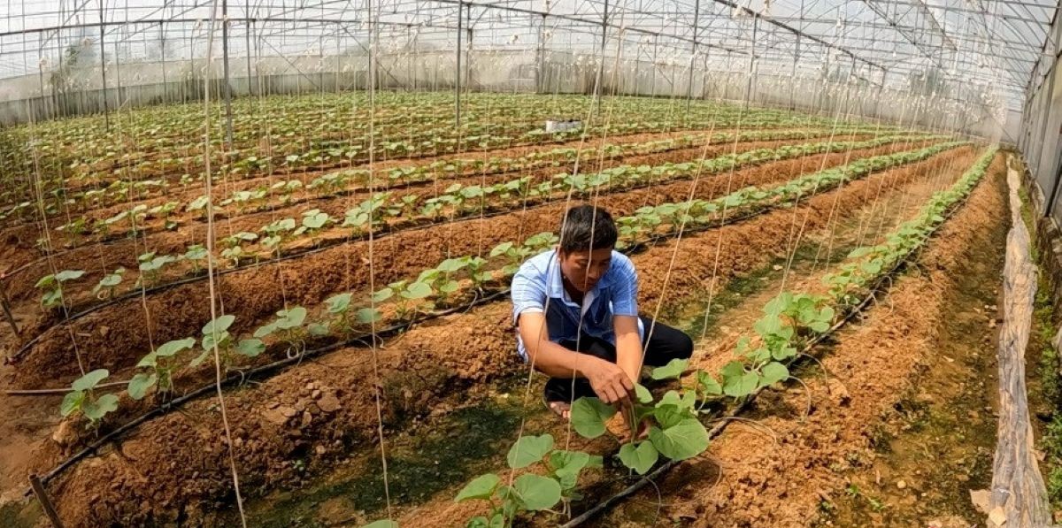 Thái Nguyên hướng tới xây dựng nông thôn mới kiểu mẫu, nông thôn thông minh. (Ảnh minh họa)