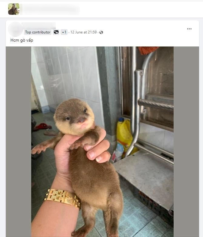 Một cá thể rái cá bị rao bán trên mạng. Những cá thể này sau khi được nuôi nhốt sẽ mất hết bản năng hoang dã tự nhiên. Ảnh Báo Nhân Dân